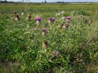 Cirsium eriophorum 29, Wollige distel, Saxifraga-Ed Stikvoort