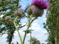 Cirsium eriophorum 38, Wollige distel, Saxifraga-Ed Stikvoort