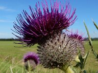 Cirsium eriophorum 41, Wollige distel, Saxifraga-Ed Stikvoort
