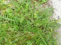 Cirsium eriophorum 43, Wollige distel, Saxifraga-Rutger Barendse