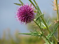 Cirsium eriophorum 8, Wollige distel, Saxifraga-Jasenka Topic