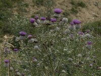 Cirsium eriophorum ssp eriophorum 12, Wollige distel, Saxifraga-Willem van Kruijsbergen