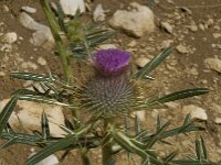 Cirsium eriophorum ssp eriophorum 13, Wollige distel, Saxifraga-Willem van Kruijsbergen