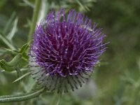 Cirsium eriophorum ssp eriophorum 17, Wollige distel, Saxifraga-Willem van Kruijsbergen
