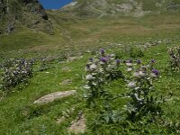 Cirsium eriophorum ssp eriophorum 19, Wollige distel, Saxifraga-Willem van Kruijsbergen