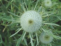 Cirsium eriophorum ssp eriophorum 3, Wollige distel, Saxifraga-Marijke Verhagen
