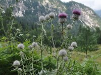 Cirsium eriophorum ssp eriophorum 45, Wollige distel, Saxifraga-Harry Jans