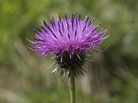 Cirsium filipendulum