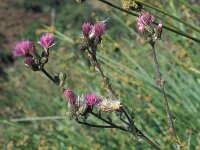 Cirsium gaditanum