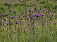 Cirsium helenioides