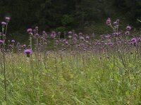 Cirsium helenioides 11, Saxifraga-Willem van Kruijsbergen