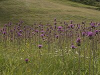 Cirsium helenioides 12, Saxifraga-Willem van Kruijsbergen