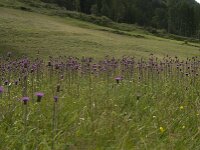 Cirsium helenioides 13, Saxifraga-Willem van Kruijsbergen