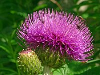 Cirsium helenioides 15, Saxifraga-Hans Grotenhuis
