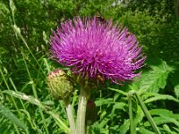 Cirsium helenioides 17, Saxifraga-Hans Grotenhuis