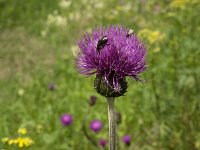 Cirsium helenioides 4, Saxifraga-Jan van der Straaten