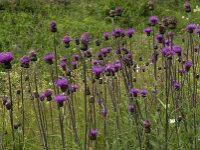 Cirsium helenioides 5, Saxifraga-Jan van der Straaten