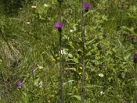 Cirsium helenioides 8, Saxifraga-Willem van Kruijsbergen
