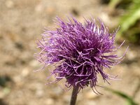 Cirsium heterophyllum