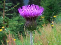 Cirsium heterophyllum 10, Saxifraga-Ed Stikvoort