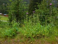 Cirsium heterophyllum 11, Saxifraga-Ed Stikvoort
