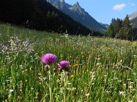 Cirsium heterophyllum 12, Saxifraga-Ed Stikvoort
