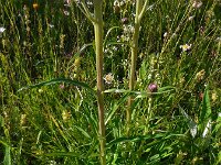 Cirsium heterophyllum 13, Saxifraga-Ed Stikvoort