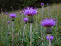 Cirsium heterophyllum 16, Saxifraga-Ed Stikvoort