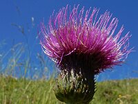 Cirsium heterophyllum 17, Saxifraga-Ed Stikvoort
