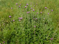 Cirsium heterophyllum 18, Saxifraga-Ed Stikvoort
