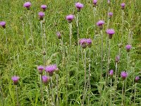 Cirsium heterophyllum 19, Saxifraga-Ed Stikvoort