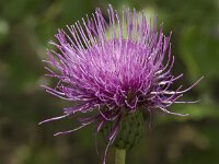 Cirsium heterophyllum 2, Saxifraga-Jan van der Straaten
