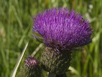 Cirsium heterophyllum 4, Saxifraga-Jan van der Straaten