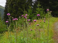 Cirsium heterophyllum 8, Saxifraga-Ed Stikvoort