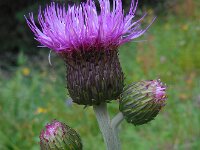 Cirsium heterophyllum 9, Saxifraga-Ed Stikvoort