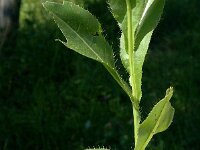 Cirsium monspessulanum