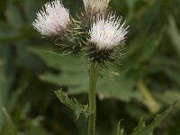 Cirsium montanum