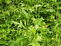 Cirsium montanum 3, Saxifraga-Rutger Barendse