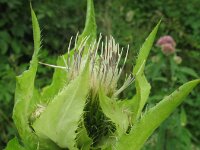 Cirsium oleraceum