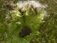 Cirsium oleraceum 11, Moesdistel, Saxifraga-Jan van der Straaten