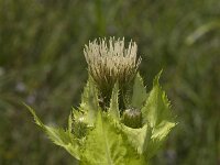 Cirsium oleraceum 12, Moesdistel, Saxifraga-Jan van der Straaten