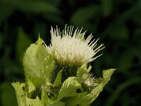 Cirsium oleraceum 16, Moesdistel, Saxifraga-Jan van der Straaten