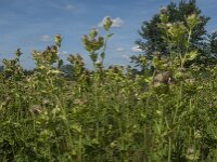 Cirsium oleraceum 22, Moesdistel, Saxifraga-Jan van der Straaten