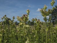 Cirsium oleraceum 30, Moesdistel, Saxifraga-Jan van der Straaten