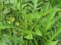 Cirsium oleraceum 32, Moesdistel, Saxifraga-Rutger Barendse