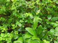 Cirsium oleraceum 33, Moesdistel, Saxifraga-Rutger Barendse