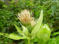 Cirsium oleraceum 34, Moesdistel, Saxifraga-Rutger Barendse