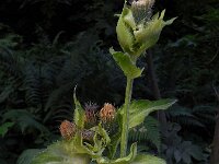 Cirsium oleraceum 36, Moesdistel, Saxifraga-Ed Stikvoort