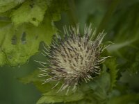 Cirsium oleraceum 43, Moesdistel, Saxifraga-Jan van der Straaten
