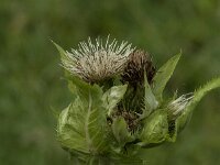 Cirsium oleraceum 48, Moesdistel, Saxifraga-Jan van der Straaten